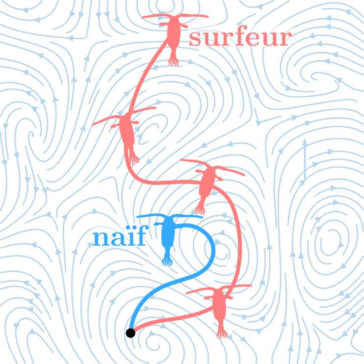 Différence de déplacement entre un plancton qui utilise les turbulences pour aller plus vite et celui qui ne le fait pas. © Rémi Monthiller et al.