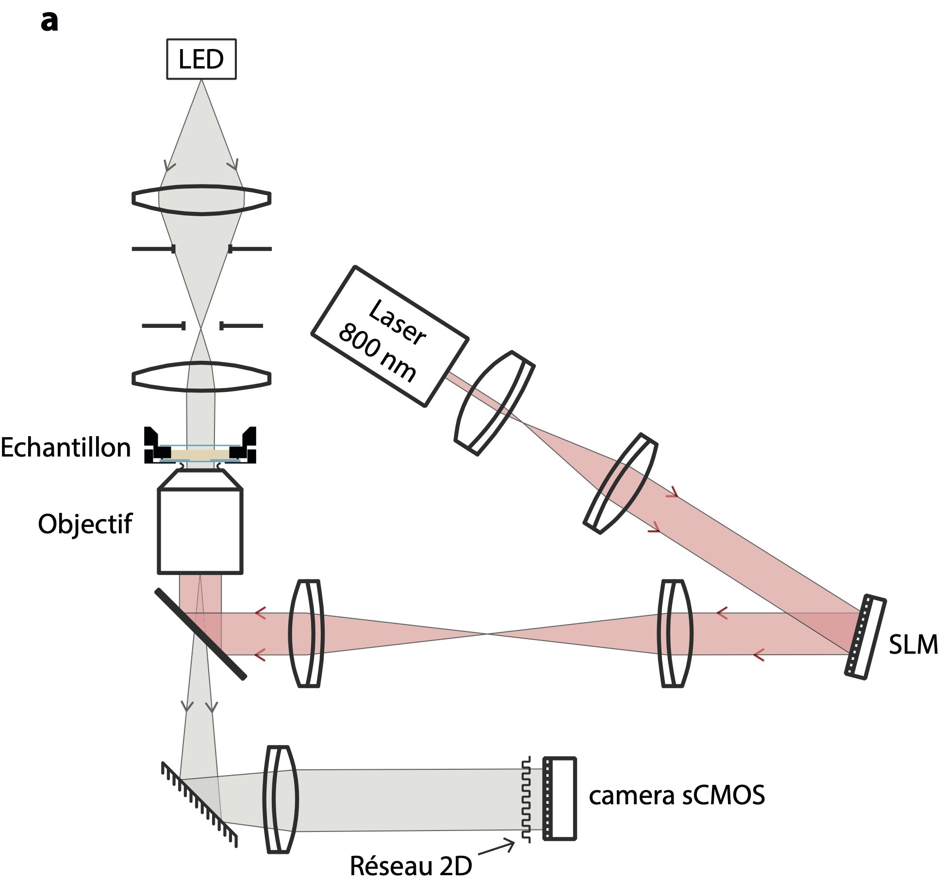 Schéma du dispositif expérimental comprenant un microscope optique, un laser pour chauffer les nanoparticules d'or de l'échantillon, un SLM (spatial light modulator) pour façonner le faisceau laser, et un réseau de diffraction 2D placé devant une caméra qui permet de réaliser des mesures de température et de masse de bactéries individuelles.  © Springer Nature 2022