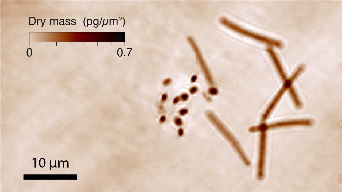 Germination de bactéries thermophiles (Geobacillus stearothermophilus) à partir de spores micrométriques observée par microscopie de phase, et activée par chauffage laser de nanoparticules d'or à 58°C.  © Springer Nature 2022