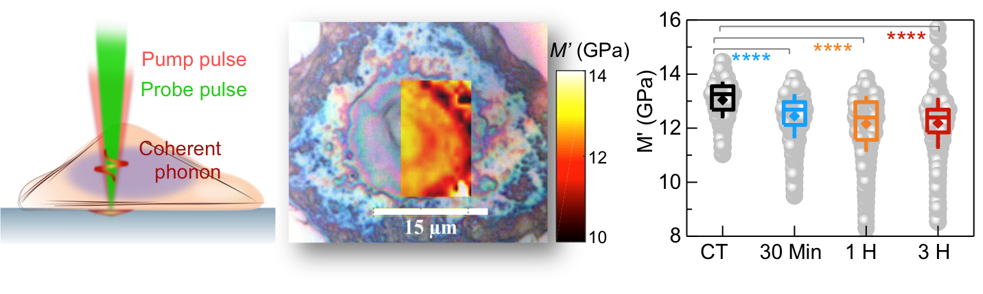 A gauche : des impulsions laser femtoseconde sont employées pour induire et suivre la propagation d’une onde acoustique au travers du noyau de cellules ostéosarcomes. Au centre : la mesure de la célérité acoustique permet de cartographier la rigidité du milieu nucléaire avec une résolution limitée par l’optique de focalisation. A droite : la rigidité des noyaux, révélatrice de la nano-structuration, décroit avec le temps d’exposition à un facteur chimique d’endommagement de l’ADN.