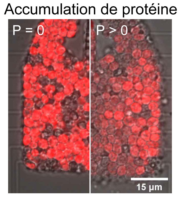 Accumulation d’une protéine fluorescente pendant sept heures pour des cellules sans pression mécanique (gauche, P=0) et sous pression mécanique (droite, P>0). Sous pression, l’accumulation de protéine est grandement ralentie. © Morgan Delarue