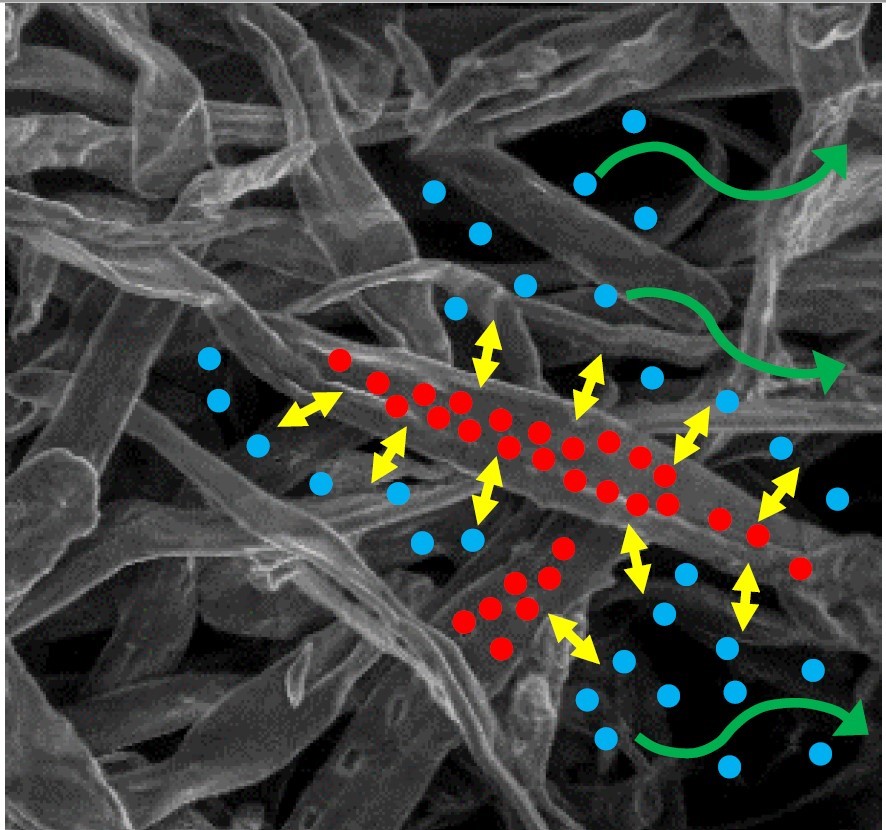 Transports (flèches vertes) et échanges d'eau (flèches jaunes) au sein d'un empilement de fibres de cellulose (épaisseur des fibres = 20 microns): les molécules d'eau sont représentées, en bleu pour la phase vapeur, en rouge pour l'eau liée.   © A. Gossard, J. Lautru, and P. Coussot 