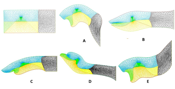 Fig. 2. Différents animaux obtenus par le calcul dans le modèle de Vincent Fleury et Anick Abourachid. On retrouve en haut à gauche la condition initiale. Les animaux sont façonnés par des jeux de tensions, s’exerçant suivant les lignes séparant les domaines fixés par les premières divisions cellulaires.