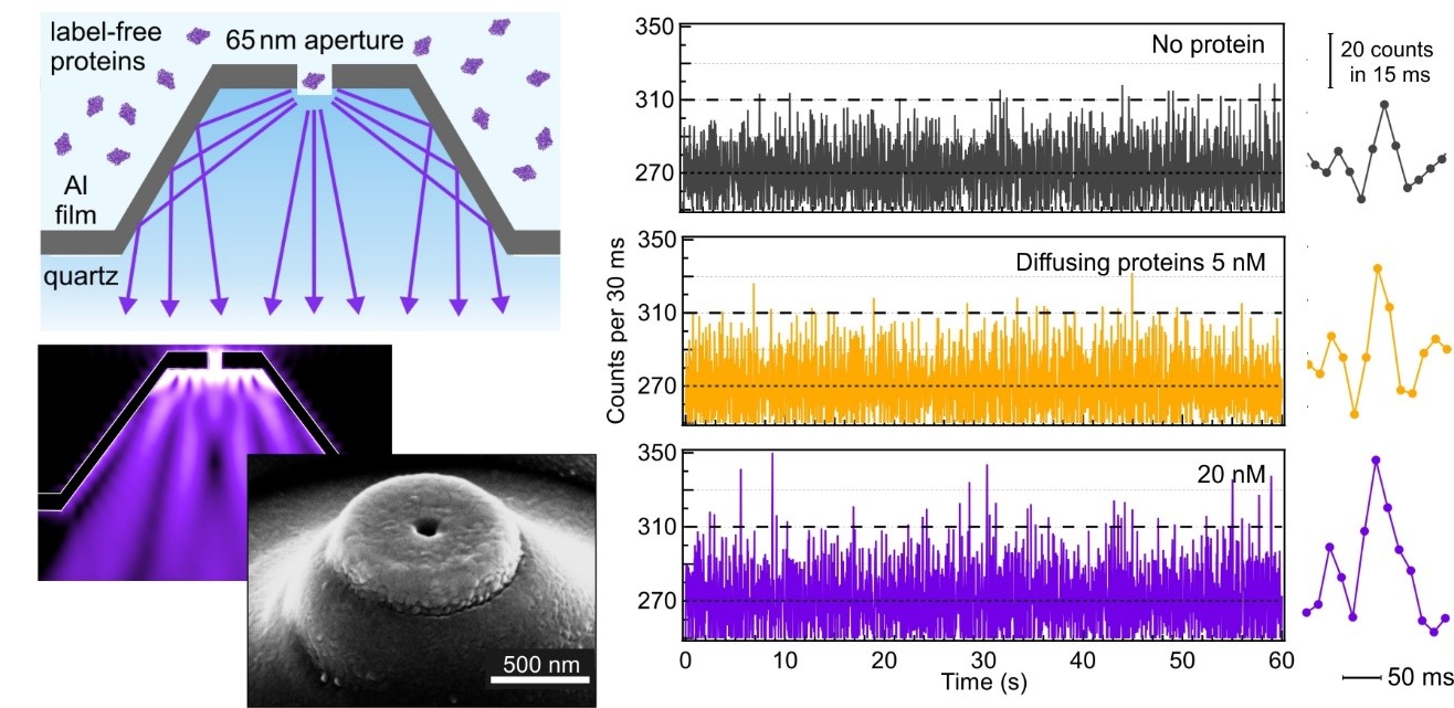 À gauche: Antenne optique combinant une nano-ouverture avec un microréflecteur pour détecter l'autfluorescence UV de protéines individuelles.   À droite: Trace temporelle d'autofluorescence UV : la présence de pics au-dessus du bruit de fond indique la détection de protéines uniques lorsqu'elles diffusent au travers de la nano-antenne. © CNRS, Institut Fresnel