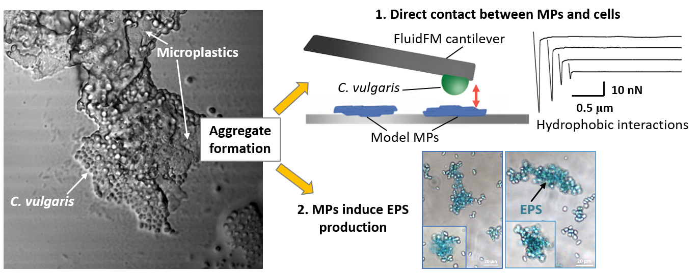 À gauche : image des microplastiques dans les agrégats de microalgues. À droite, l’étude du phénomène par AFM. © Demir-Yilmaz et al.