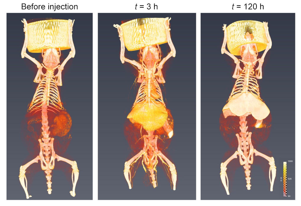 Images scanner de rat après injection intraveineuse du produit de contraste iodé pour différents temps après injection.