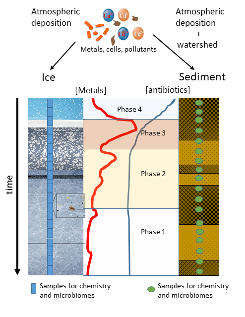 Conceptual sampling framework: Phases represent different periods of metal and antibiotic forcing