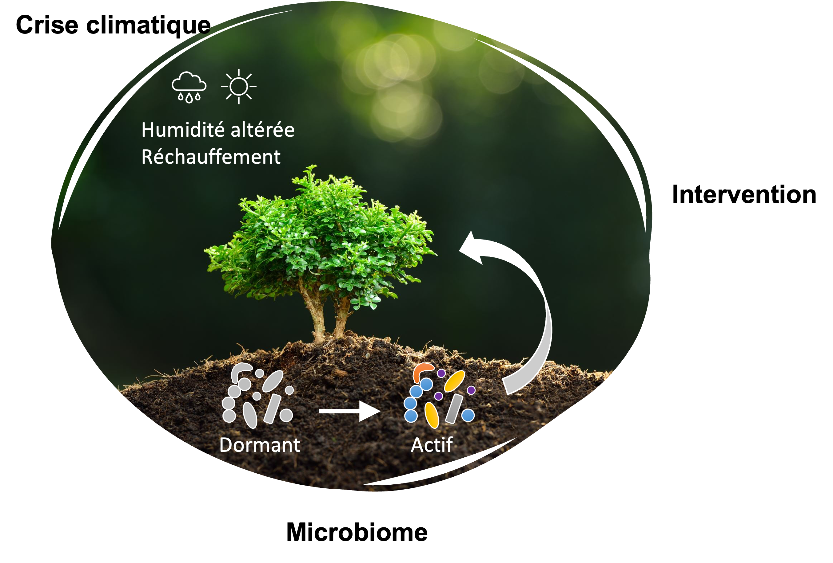 Des microbes bénéfiques vivent dans le sol et avec les plantes, mais beaucoup sont en sommeil.  Pouvons-nous les réveiller pour préserver leurs fonctions sur une planète en mutation ?  Image créée en Powerpoint par Ashley Shade.