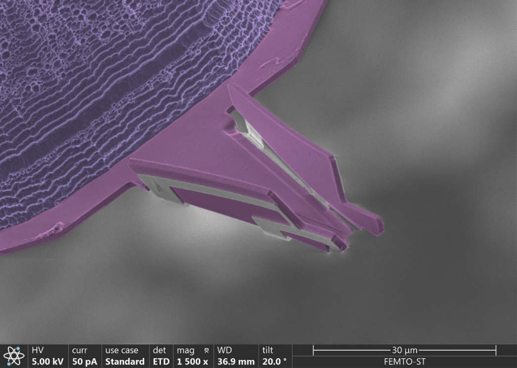 Image au microscope électronique de la pince pliée. © Femto-ST (CNRS/Comue BFC)