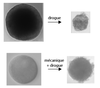 Comment des contraintes mécaniques limitent l'efficacité de la chimiothérapie