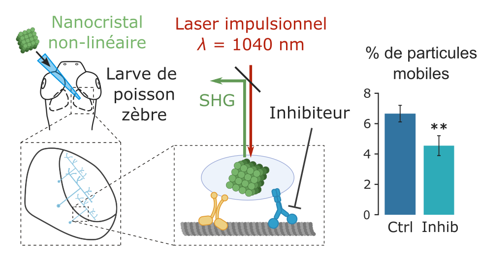 Des nanocristaux pour imager le transport de vésicules dans les neurones