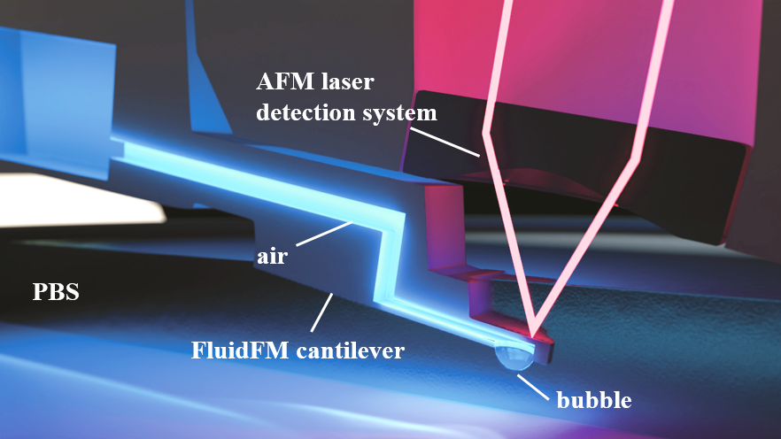La technologie FluidFM repose sur un levier (cantilever) qui contient un canal microfluidique connecté à un contrôleur de pression et disposant d’une ouverture circulaire de 8 µm de diamètre. Ce canal est rempli d’air et immergé dans un liquide. En appliquant une pression positive dans le canal microfluidique, une bulle d’air peut être formée au niveau de l’ouverture du levier.  © TBI (CNRS/Inrae/INSA Toulouse)