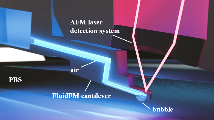 La technologie FluidFM repose sur un levier (cantilever) qui contient un canal microfluidique connecté à un contrôleur de pression et disposant d’une ouverture circulaire de 8 µm de diamètre. Ce canal est rempli d’air et immergé dans un liquide. En appliquant une pression positive dans le canal microfluidique, une bulle d’air peut être formée au niveau de l’ouverture du levier. © TBI (CNRS/Inrae/INSA Toulouse)