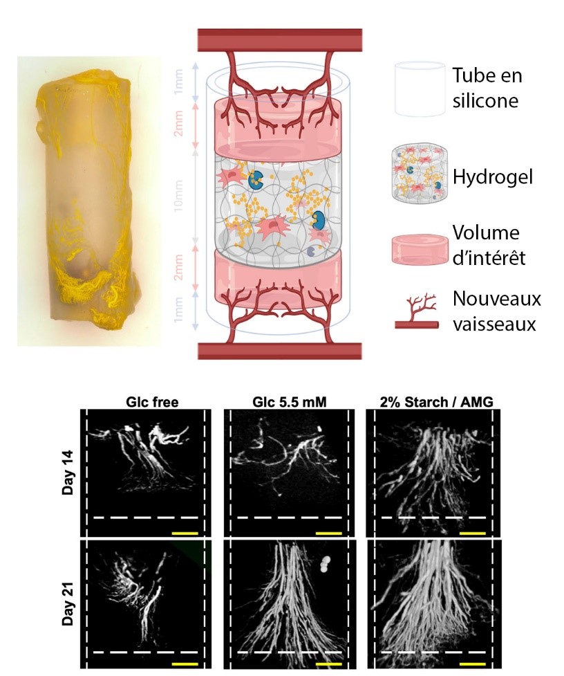 Effets de l’hydrogel sur la revascularisation.