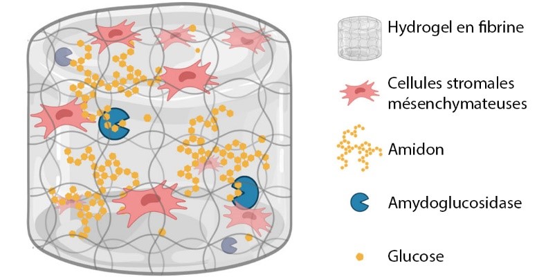 Principe général de l’hydrogel, avec les CSM en suspension avec de l’amidon, transformé en glucose par l’amyloglucosidase.