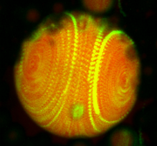 Des gouttes de protéines bioinspirées nagent grâce à un nouvel effet physique