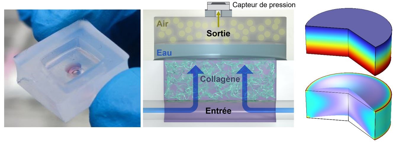 Le collagène, un composant clé de nos tissus, enfin décrypté