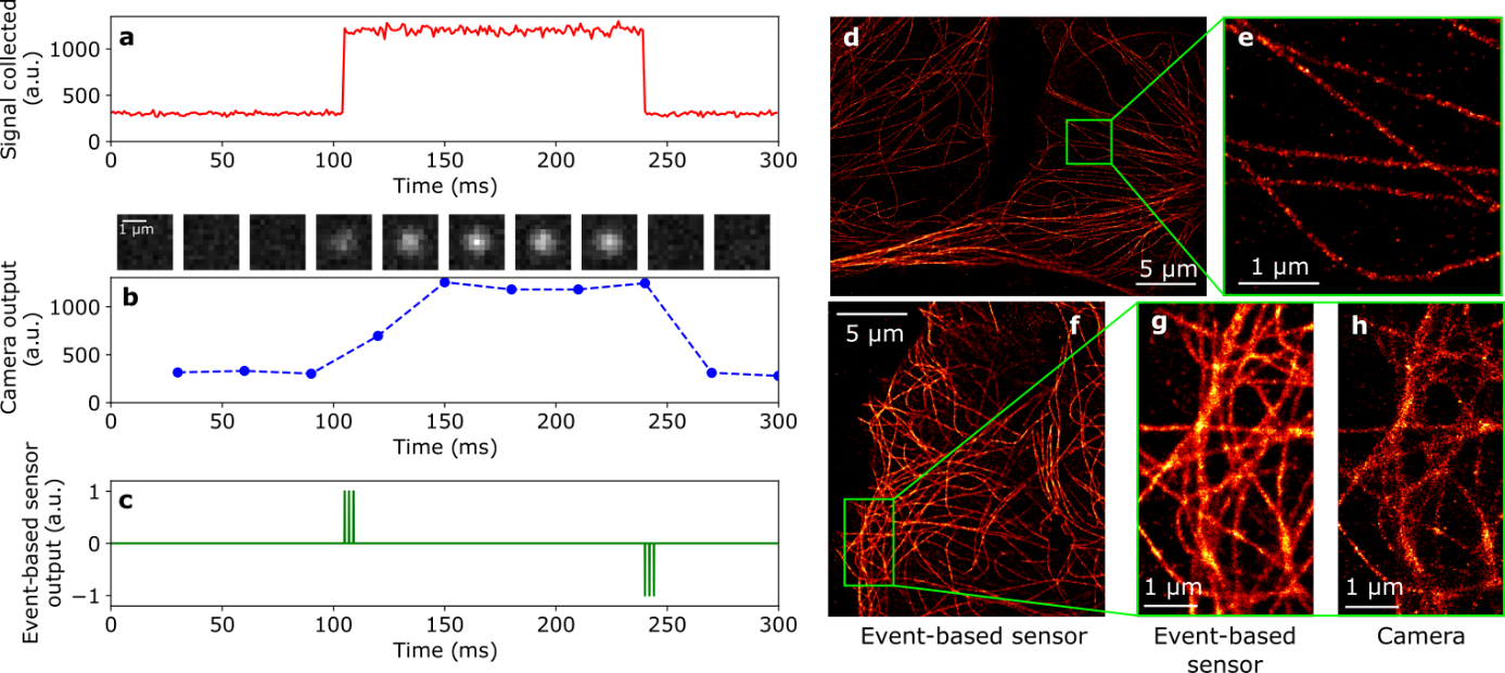 Les capteurs de vision événementielle libèrent un potentiel inattendu pour l'imagerie de fluorescence à super-résolution