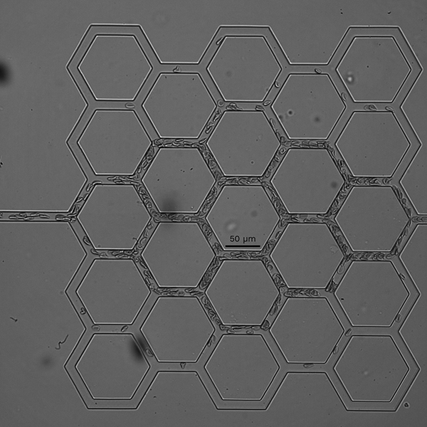 Globules rouges en écoulement dans un système microfluidique. © Adlan Merlo (IMFT)