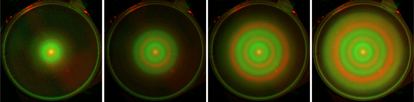 Deux souches de bactéries, visualisées par fluorescence en rouge et en vert respectivement, sont déposées au centre d’une boîte de Petri. Ces souches ont été modifiées génétiquement de telle sorte que chacune augmente localement la motilité de l’autre. Lors de leur migration (de gauche à droite), les bactéries s’autoorganisent dans des anneaux concentriques menant à la séparation spatiale des deux souches.