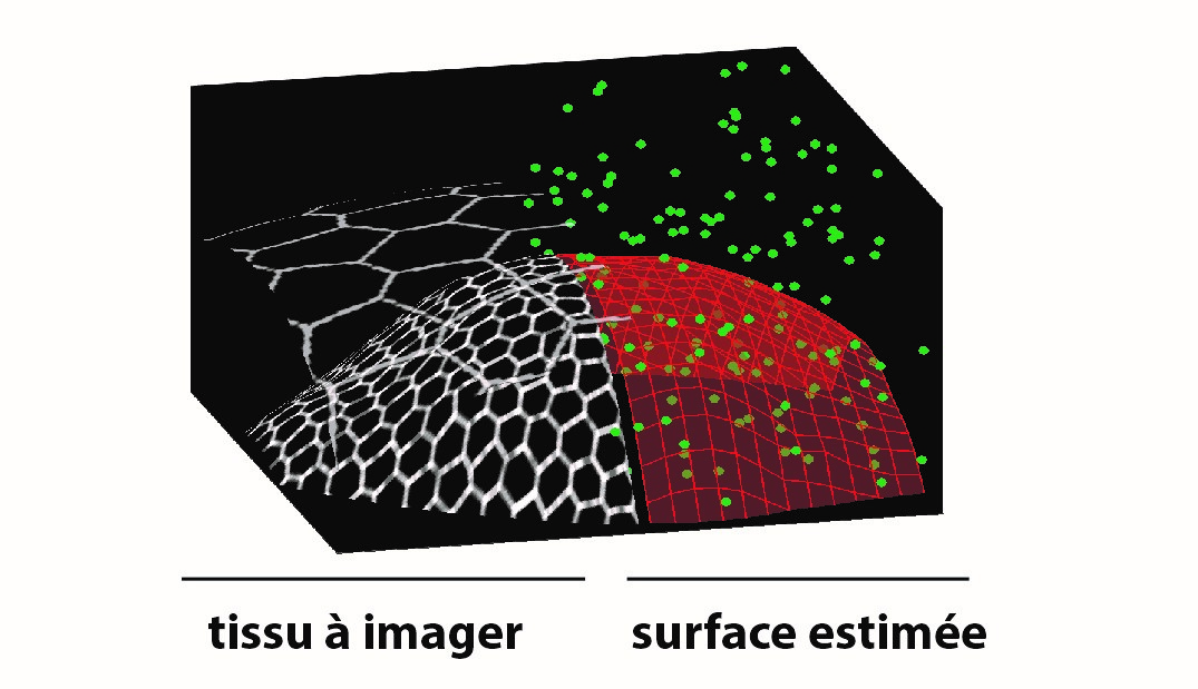À gauche : tissu biologique courbe où les hexagones représentent les contours fluorescents des cellules organisées en feuillet cellulaire. Le tissu peut être recouvert par un second épithélium qui sera écarté par le processus d’imagerie.  À droite : à partir de quelques acquisitions (points verts), le microscope estime automatiquement la surface du tissu (maille rouge) et peut alors concentrer les acquisitions sur cette surface.