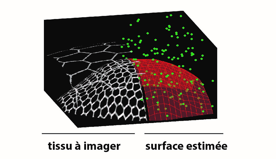 À gauche : tissu biologique courbe où les hexagones représentent les contours fluorescents des cellules organisées en feuillet cellulaire. Le tissu peut être recouvert par un second épithélium qui sera écarté par le processus d’imagerie. À droite : à partir de quelques acquisitions (points verts), le microscope estime automatiquement la surface du tissu (maille rouge) et peut alors concentrer les acquisitions sur cette surface.