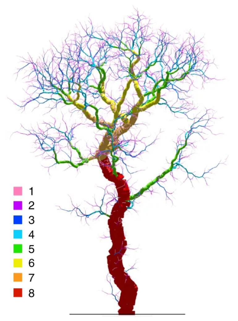 Arbre auto-similaire obtenu par un algorithme génétique prenant en compte l’effet des contraintes mécaniques externes (vent) sur la croissance et la compétition pour l’accès à la lumière . © Christophe Eloy, IRPHE