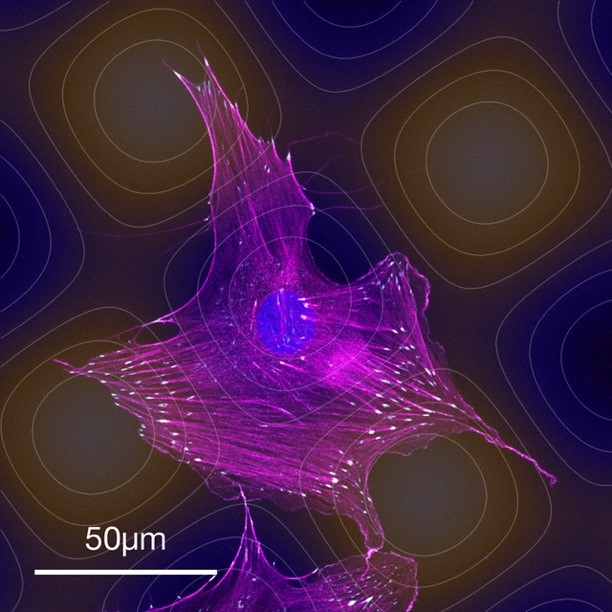 Réponse cellulaire à des surfaces sinusoïdales. © Laurent Pieuchot et Karine Anselme, IS2M