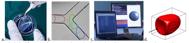 Projet MultiphysMicroCaps