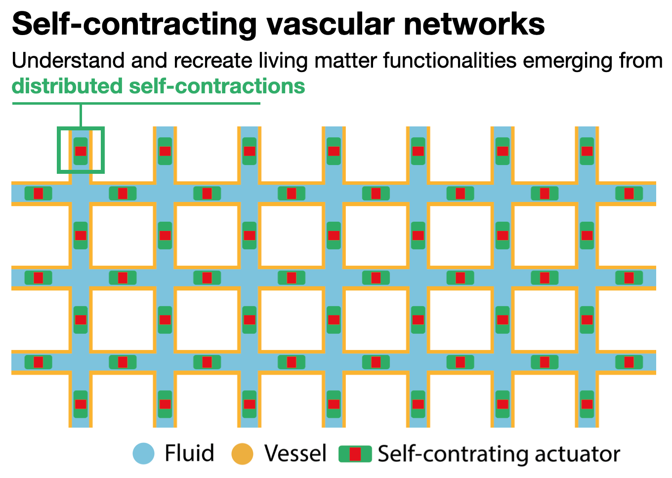 Self-contracting vascular networks