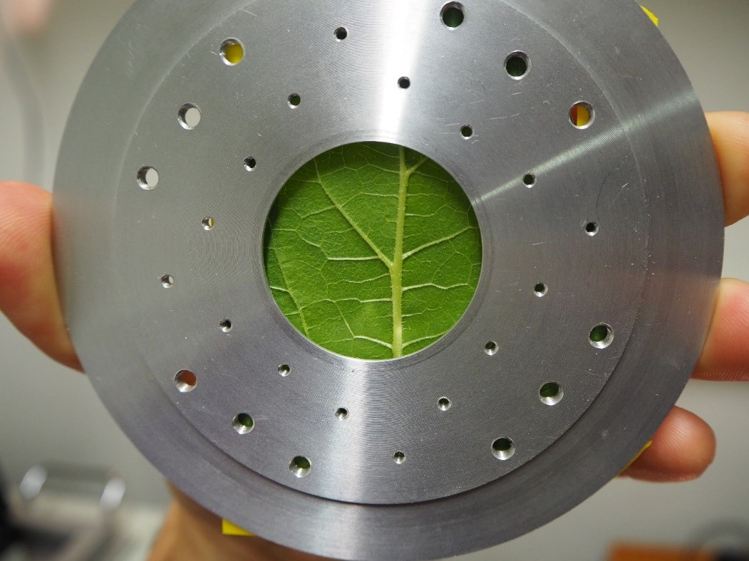 Une feuille de tournesol préparée pour l’analyse. Elle est placée dans un disque porte-échantillon en aluminium qui sera immobilisé par ses nombreuses encoches. L’analyse a lieu dans la zone du rond central.  © Abautret et al.