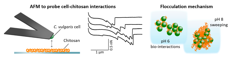 À gauche : Une cellule unique de Chlorella vulgaris est fixée sur le levier (cantilever) de l'AFM, afin de mesurer les forces lors de son interaction avec des molécules de chitosan déposées sur une surface de verre. À droite : à pH = 6, la floculation a lieu grâce aux interactions directes entre le chitosan et de longues molécules présentes à la surface des cellules, qui se déplient lors des mesures de spectroscopie de force. À pH = 8, le chitosan précipite et n'interagit plus avec les cellules, les cellules sont floculées car elles sont piégées dans les structures solides formées. © ACS Applied Bio Materials