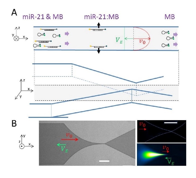 (A) Schéma de la technologie µLAS. Dans un canal microfluidique en forme d'entonnoir, on pilote les écoulements avec un écoulement hydrodynamique (v0) et une vitesse électrophorétique en opposition (VE). Cette action permet de concentrer spécifiquement le complexe formé par miR-21 associé avec un rapporteur fluorescent (MB) et d'éliminer le rapporteur seul.  (B) Le panneau de gauche montre une photographie optique de l'entonnoir (les barres d'échelle correspondent à 200 microns). Les deux images de droite correspondent à des clichés de microscopie de fluorescence avec la condition initiale (champ hydrodynamique seul, panneau du haut) et champ électrique simultané après 30 secondes de concentration (panneau du bas) © Aurélien Bancaud, LAAS-CNRS