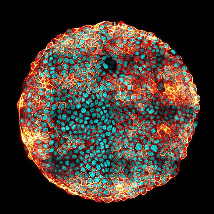 Ilot de cellules   