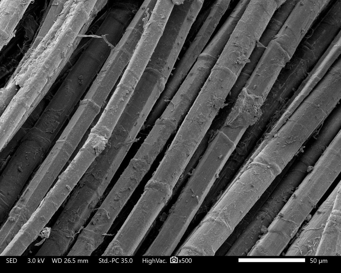 Fibres de lin anciennes vues au microscope électronique à balayage. © Alain Bourmaud, IRDL (CNRS/ENSTA Bretagne/Univ. Bretagne occidentale/Univ. Bretagne Sud)
