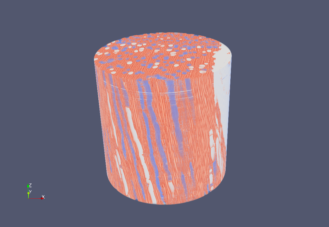 Image par microtomographie aux rayons X de peuplier en cours de séchage. Les vaisseaux et fibres avec de l’eau libre apparaissent en bleu, les vaisseaux et fibres sans eau libre en blanc-orange clair et les parois des cellules en orange foncé. © Penvern et al.