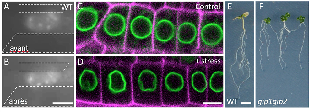 Quand la forme du noyau communique le stress chez les plantes !