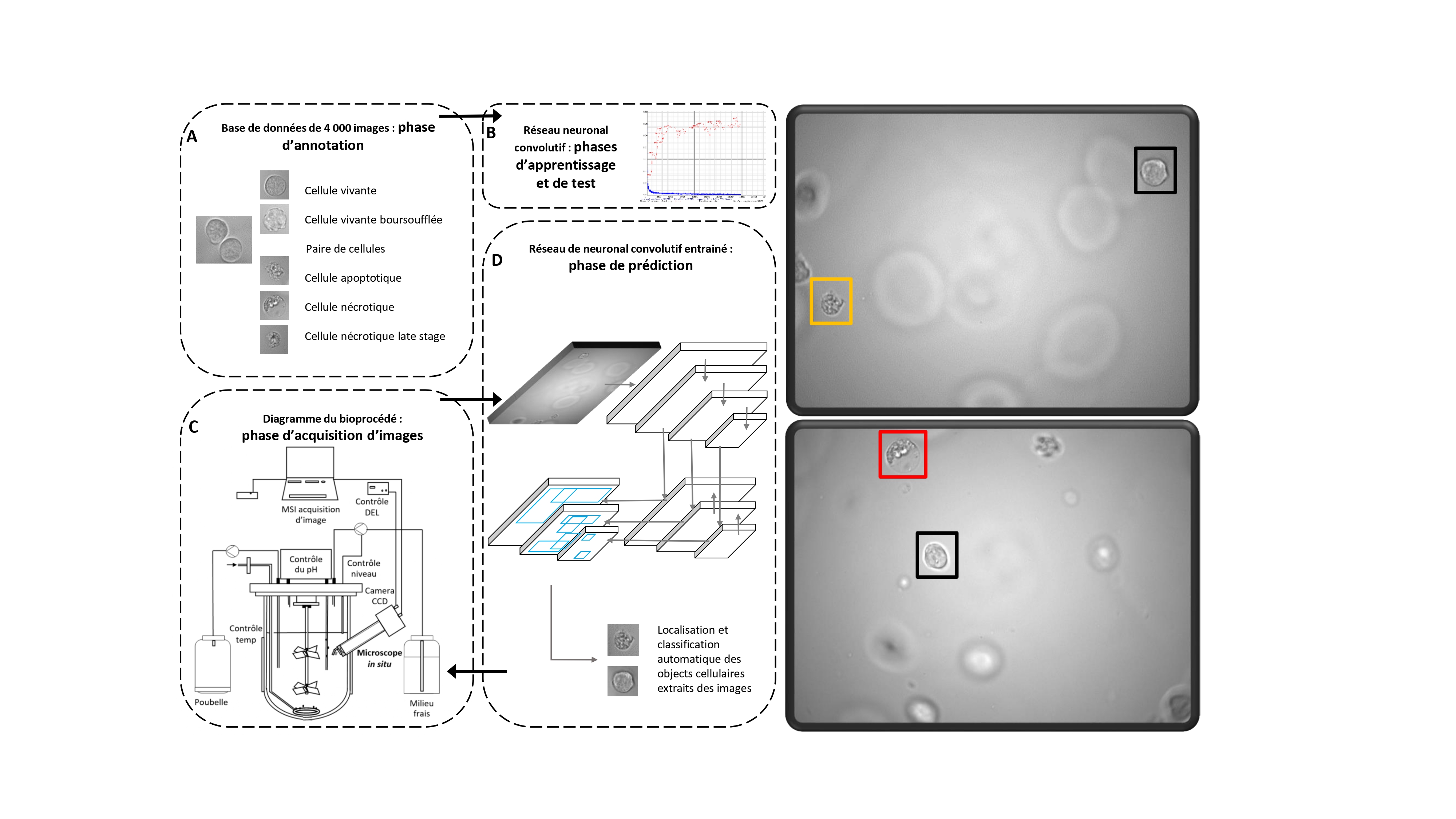 Contrôler en temps réel la bioproduction de médicaments grâce à la microscopie in situ et l'intelligence artificielle