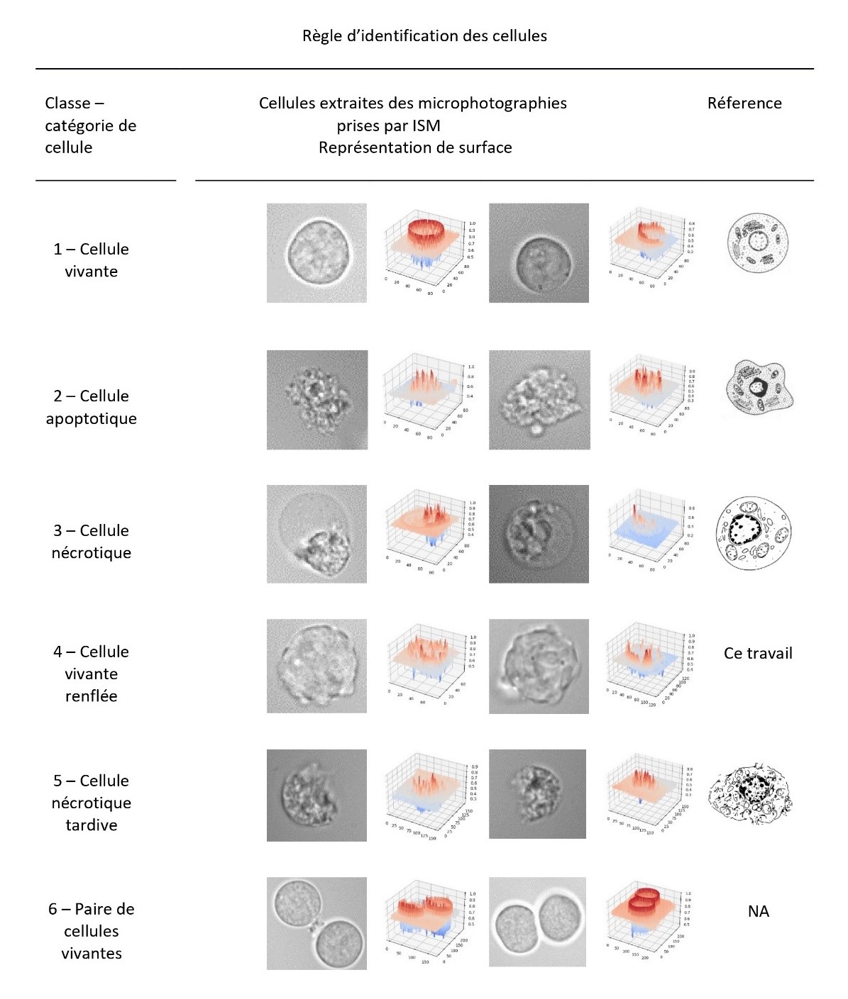 Contrôler en temps réel la bioproduction de médicaments grâce à la microscopie in situ et l'intelligence artificielle