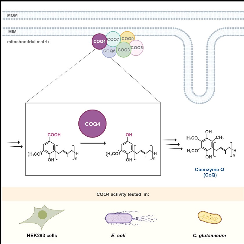Représentation schématique de la voie de biosynthèse du Coenzyme Q illustrant l’intégration de COQ4 dans un complexe multiprotéique associé à la membrane interne mitochondriale et le rôle de COQ4 dans la décarboxylation oxydative permettant le remplacement du groupement COOH par un groupement OH. 