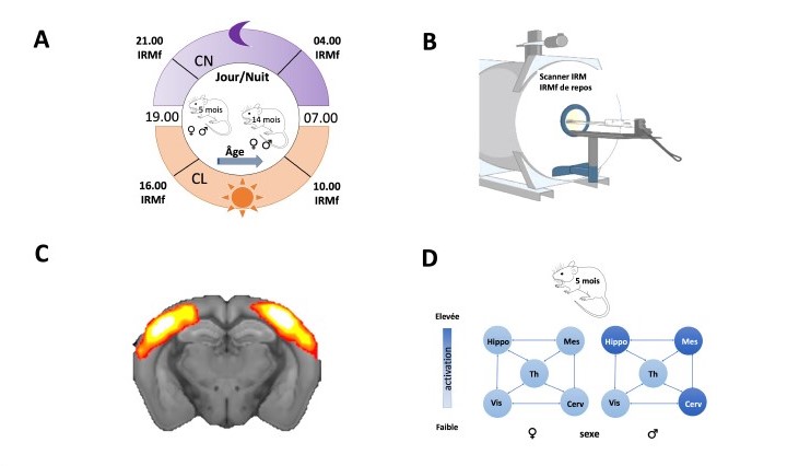Comment l'âge, le sexe et l’alternance jour/nuit modulent la connectivité cérébrale