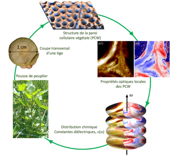 Nanométrologie de la paroi cellulaire de pousses de peuplier dans leur première année de croissance. La microscopie optique en champ proche met en évidence les propriétés optiques locales des parois, ainsi que leur distribution chimique in situ.  