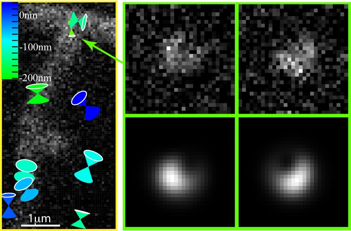 Imagerie de l’orientation 3D et de la position 3D de molécules uniques attachées à un filament de F-actine, reconstruit in vitro sur une surface de verre. À gauche : l’image noir et blanc est l’image directe produite par toutes les molécules du filament. Les cônes représentent l’orientation (direction de pointé du cône), la fluctuation angulaire (ouverture angulaire du cône), et leur hauteur (couleur). À droite : exemple d’image d’une molécule unique projetée sur deux polarisations circulaires gauche et droite (haut) et son ajustement théorique (bas). © Curcio et al.