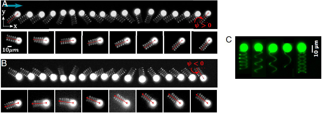 Des microparticules pour étudier le comportement des bactéries dans un écoulement