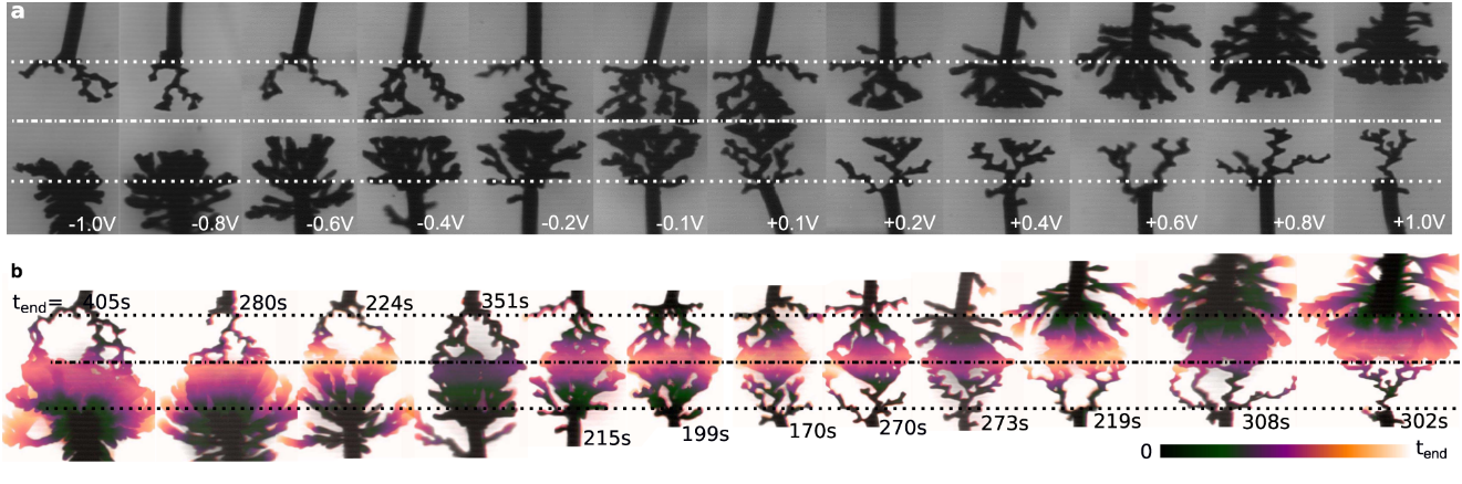 Exemples des différentes formes que peuvent prendre les dendrites en fonction de leur conductivité. Les tiges noires qui partent des extrémités inférieures et supérieures sont les électrodes en fils d’or, tandis que les branches qui en sortent sont du PEDOT:PSS. © Janzakova et al.