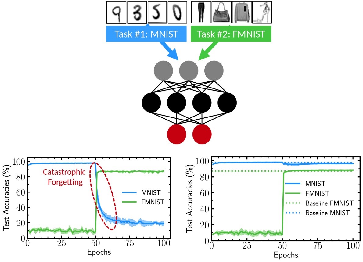 Illustration d’une IA à qui on apprend à reconnaître des chiffres (en bleu), puis des vêtements (en vert). Dans un réseau de neurones traditionnel (à gauche), la précision s’effondre sur la première tâche quand il commence à apprendre la seconde. Chez une IA conçue pour lutter contre l’oubli catastrophique (à droite), la précision diminue à peine.  © Laborieux et al.