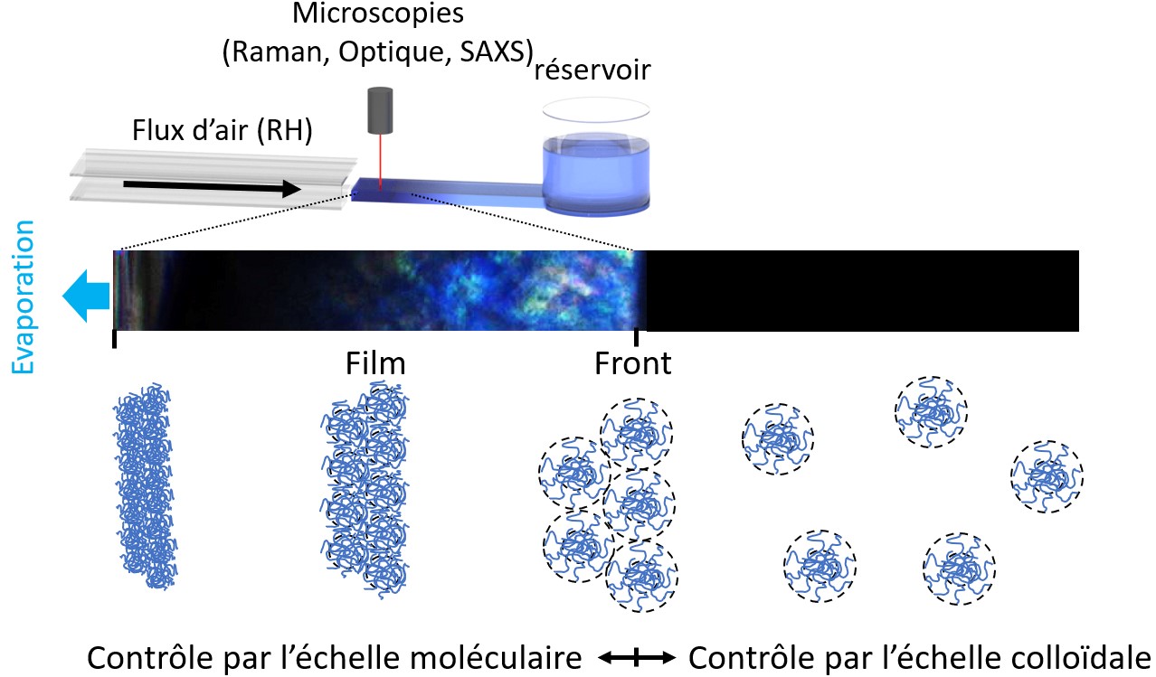 Détail de l’expérience (en haut), de la structure des microgels (au milieu) et de l’évolution de l’échelle du contrôle du processus de séchage (en bas).