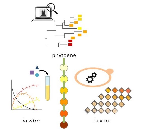 La classification des enzymes se base en partie sur la comparaison des séquences des enzymes et leur évolution (haut). Dans le cas des phytoène désaturases, la classification fait apparaître quatre groupes, en fonction du nombre de réactions réalisées (points de différentes couleurs et flèches vertes). Lorsque l’on étudie des phytoène désaturases issues de groupes différents in vitro après purification (en bas à gauche) ou après insertion dans la levure (en bas à droite), les réactions réalisées peuvent être très différentes. Elles dépendent donc en partie des conditions biologiques utilisées pour tester ces enzymes.  © Gilles Truan (TBI, CNRS/Inrae/INSA Toulouse)