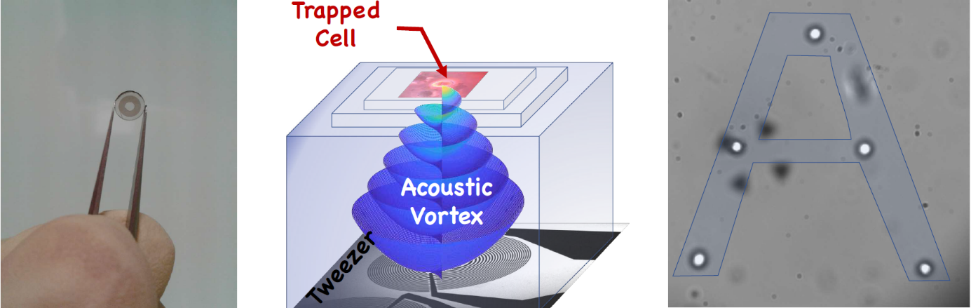 Une puce miniature (à gauche) produit un vortex acoustique dans lequel une cellule unique peut être piégée (au centre). Intégré dans un microscope, ce dispositif a permis de manipuler et positionner individuellement des cellules (à droite). © IEMN (CNRS/Université de Lille/Université Polytechnique Hauts de France/Centrale Lille).