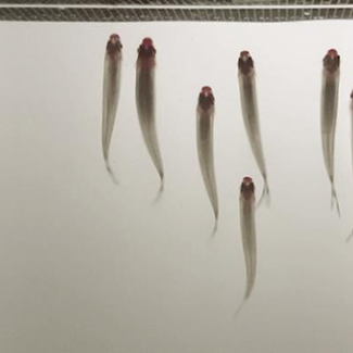 Des poissons qui nagent côte à côte économisent de l'énergie